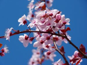 Picture of cherry blossom