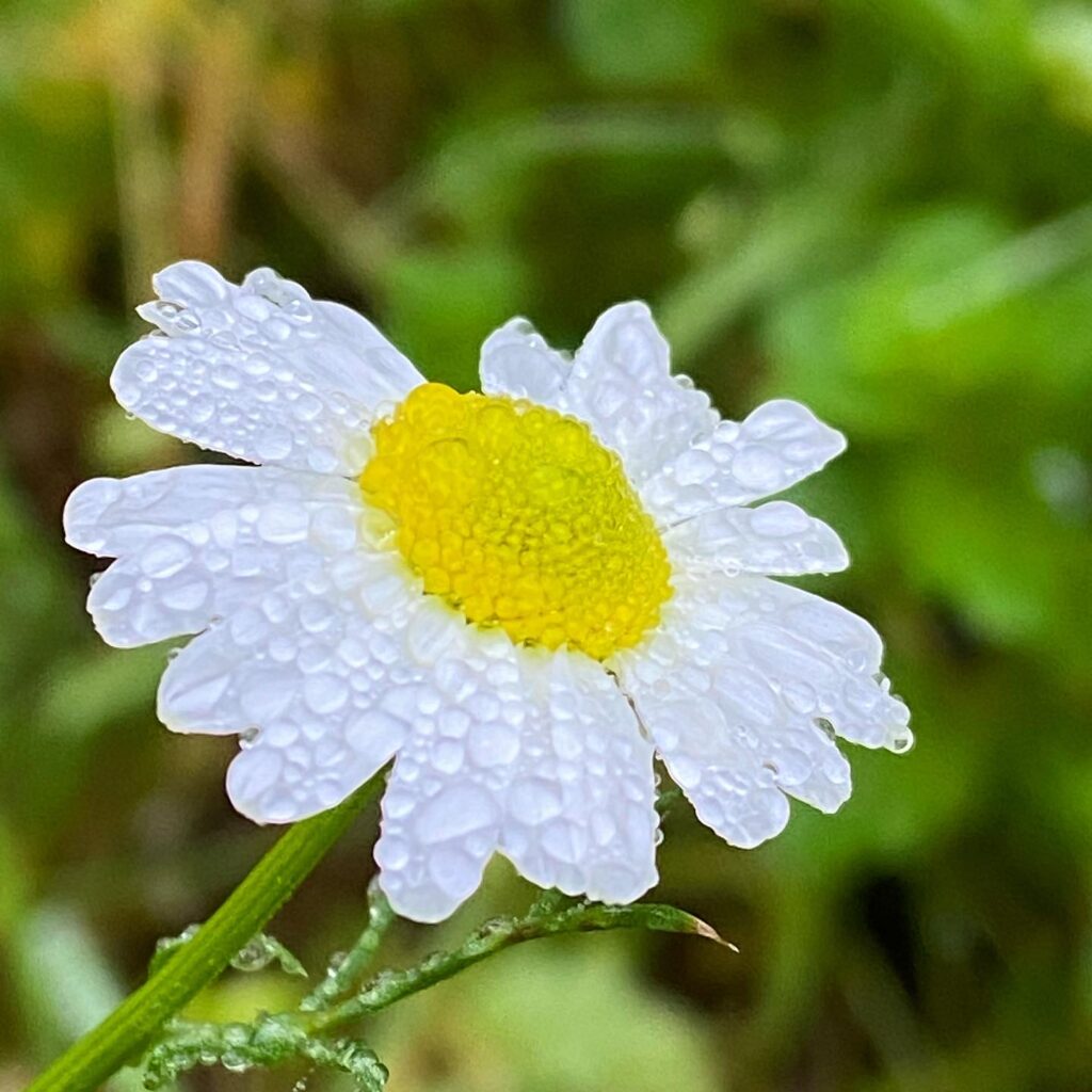 Image for Link for Crowan Parish Council's Pledge for Nature