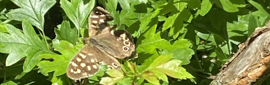 picture of a butterfly